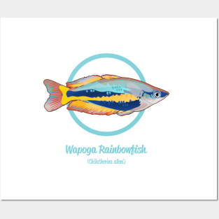 Wapoga Rainbowfish Posters and Art